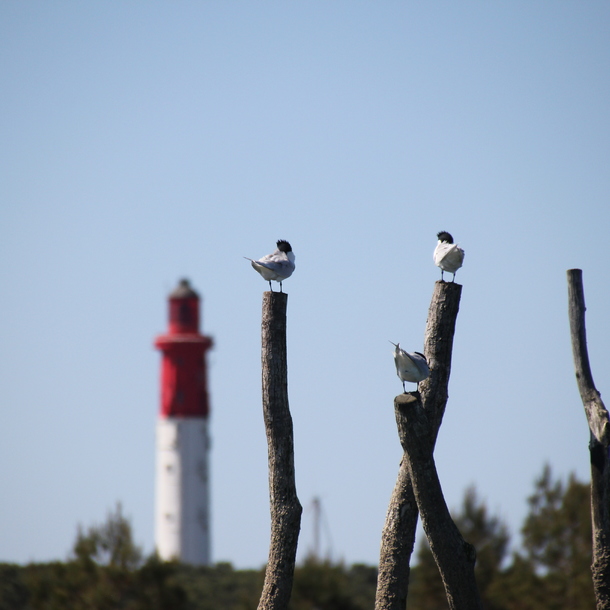 Lège Cap Ferret : le mois de Juin 2022